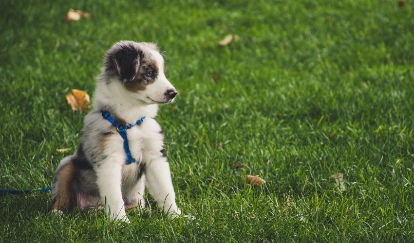 Discover the Best Ways to Train Your Austrian Black and Tan Hound: Effective Behavior and Command Techniques